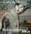 купание кота.jpeg