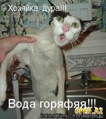 купающийся кот.jpg